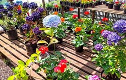 Jardin Paraiso